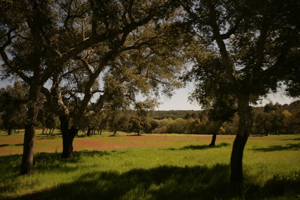 Villa Monte Do Areeiro Coruche Esterno foto